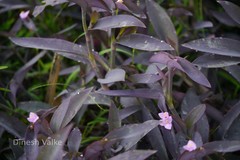 Tradescantia pallida